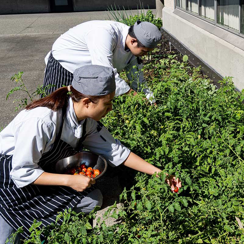 student chefs cutting herbs from the 91Porn garden